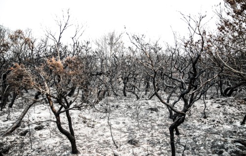 Burnt bushes are seen near Port Macquarie, New South Wales, Australia, Nov. 11, 2019