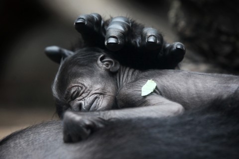 Bébé gorille