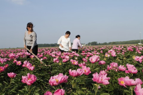 Peony harvest