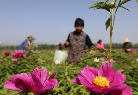Peony harvest