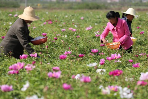 Peony harvest