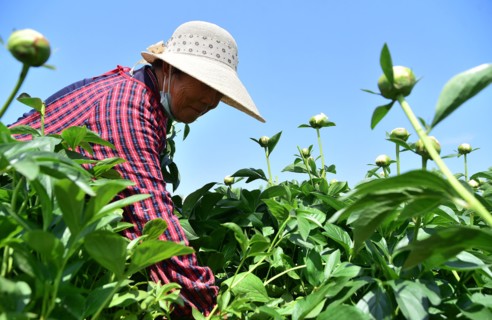 Peony harvest
