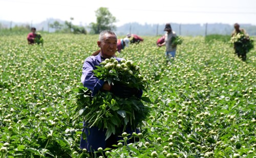 Peony harvest