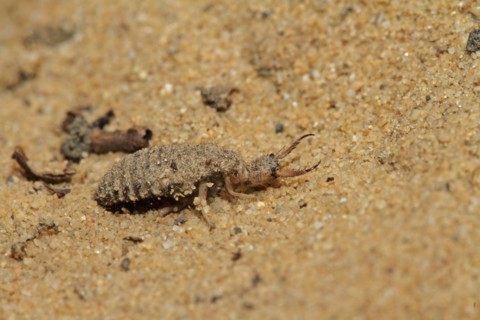 Antlion, Myrmeleon bore