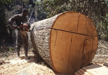 KAPOK TREE felled from rainforest Bombax costatum being sawn into planks Conakry Guinea West Africa