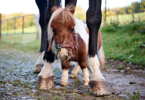 Shetland pony Pumuckel