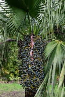 Jardin botanique de Palerme