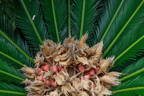 Palermo, the Botanical Gardens
