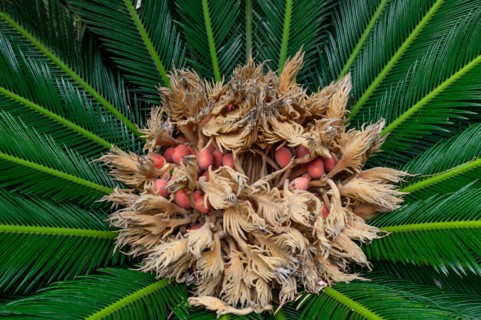 Palermo, the Botanical Gardens