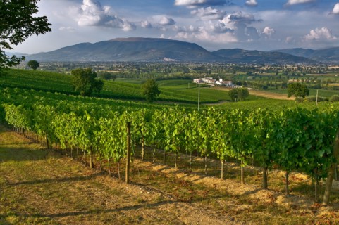 View of the vineyards and the Winery Arnaldo Caprai, Montefalco, Umbria, Italie