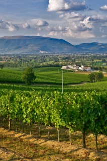 View of the vineyards and the Winery Arnaldo Caprai, Montefalco, Umbria, Italie