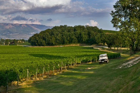 Vineyards of the Sagrantino wine of Montefalco