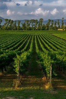 Vineyards of the Sagrantino wine of Montefalco