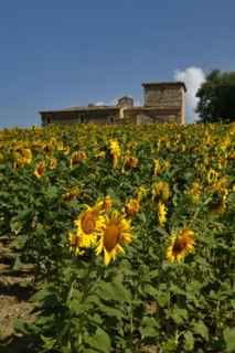 Sunflowers near the Simigni Castle in Bastardo