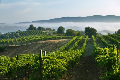 Vineyards near Saragano, Umbria, Italie