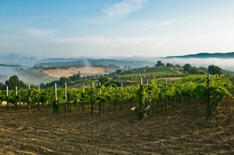 Vineyards near Saragano, Umbria, Italie