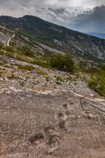 Dinosaurs paw prints in Rovereto