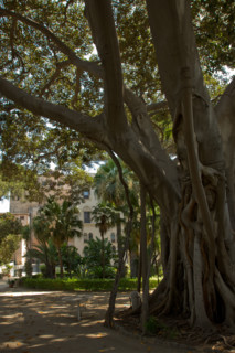 Palermo, Palazzo Reale o Palazzo dei Normanni, lato sud ovest, i giardini del Bastione di San