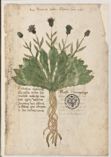 Erbario di Trento (Manoscritto n° 1591), XVI secolo, carta 1 recto: “Radichio Menore”.
Don