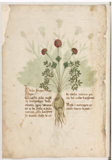 Erbario di Trento (Manoscritto n° 1591), XVI secolo, carta 1 verso: “Herba Sfoioxa Over Sfilloxa”