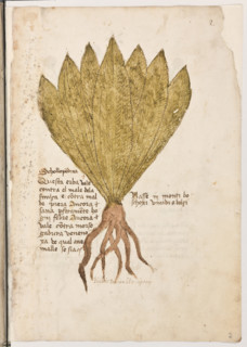 Erbario di Trento (Manoscritto n° 1591), XVI secolo, carta 2 recto: “Schollopendria”.
Questa erba