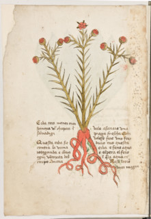 Erbario di Trento (Manoscritto n° 1591), XVI secolo, carta 2 verso: “Erba Tors Menor Over Spinoxa