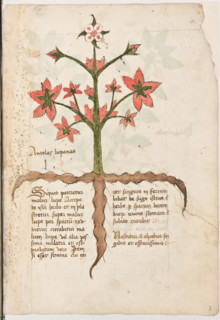 Erbario di Trento (Manoscritto n° 1591), XVI secolo, carta 3 recto: “Antolas Lupanas”.

“Si quis
