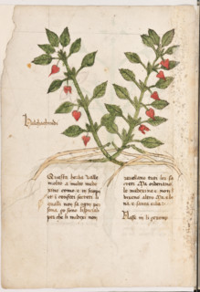 Erbario di Trento (Manoscritto n° 1591), XVI secolo, carta 3 verso: “Halchachindi”.
“Questa herba