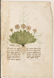 Erbario di Trento (Manoscritto n° 1591), XVI secolo, carta 4 recto: “Consolida Menor Zoè Minima”