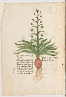 Erbario di Trento (Manoscritto n° 1591), XVI secolo, carta 4 verso: “Cevolla Chanina Menor”