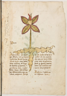 Erbario di Trento (Manoscritto n° 1591), XVI secolo, carta 5 recto: “Paris”.
“Ad sanandum os