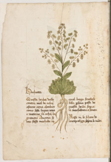 Erbario di Trento (Manoscritto n° 1591), XVI secolo, carta 5 verso: “Hochietta”.
“Questa herba