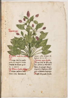 Erbario di Trento (Manoscritto n° 1591), XVI secolo, carta 6 recto: “Bertoniga”.
“Contra male de