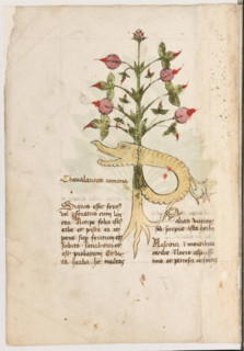Erbario di Trento (Manoscritto n° 1591), XVI secolo, carta 6 verso: “Chavalaritas Romana”.
“Si