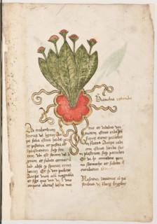 Erbario di Trento (Manoscritto n° 1591), XVI secolo, carta 7 recto: “Branchia Retonda”.

“Ad