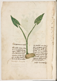 Erbario di Trento (Manoscritto n° 1591), XVI secolo, carta 7 verso: “Cerpentaria Menor”.

“Questa