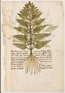Erbario di Trento (Manoscritto n° 1591), XVI secolo, carta 8 recto: “Ortiga Maçor”.
“Questa herba