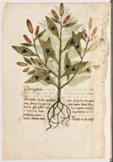 Erbario di Trento (Manoscritto n° 1591), XVI secolo, carta 8 verso: “Persigaria”.
“Questa herba,