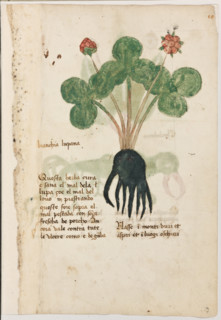 Erbario di Trento (Manoscritto n° 1591), XVI secolo, carta 9 recto: “Branchia Lupana”.
“Questa