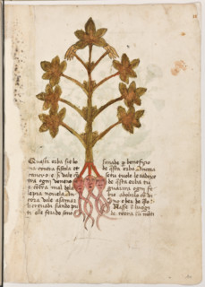Erbario di Trento (Manoscritto n° 1591), XVI secolo, carta 10 recto: erba.
“Questa erba sié bona