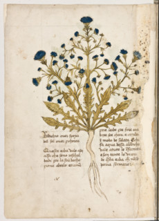 Erbario di Trento (Manoscritto n° 1591), XVI secolo, carta 10 verso: “Radichio Over Spoxa Del Sol