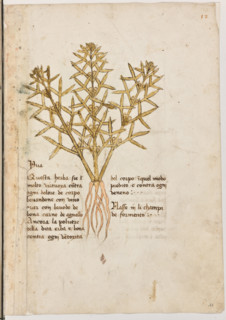 Erbario di Trento (Manoscritto n° 1591), XVI secolo, carta 11 recto: “Yva”.
“Questa herba si é