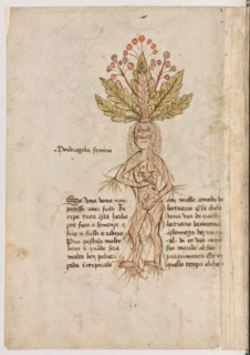 Erbario di Trento (Manoscritto n° 1591), XVI secolo, carta 11 verso: “Mondragola Femina”.
“Se una