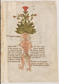 Erbario di Trento (Manoscritto n° 1591), XVI secolo, carta 12 recto: “Mondragolla Mascholo”