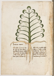 Erbario di Trento (Manoscritto n° 1591), XVI secolo, carta 12 verso: “Lunaria Menor”.
“Questa