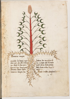 Erbario di Trento (Manoscritto n° 1591), XVI secolo, carta 13 recto: “Lunaria Maçor”.
“quando la