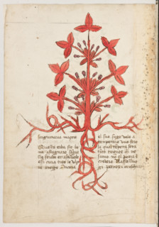 Erbario di Trento (Manoscritto n° 1591), XVI secolo, carta 13 verso: “Sanguinaria Maçore”.
“Questa