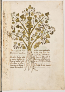Erbario di Trento (Manoscritto n° 1591), XVI secolo, carta 14 recto: “Uva Chanina Over Solatro Over