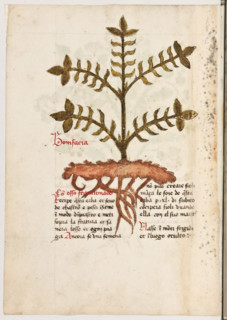 Erbario di Trento (Manoscritto n° 1591), XVI secolo, carta 14 verso: “Bonifacia”.
“Con osso