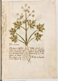 Erbario di Trento (Manoscritto n° 1591), XVI secolo, carta 15 recto: “Pe Chorbino”.
“Se alguna